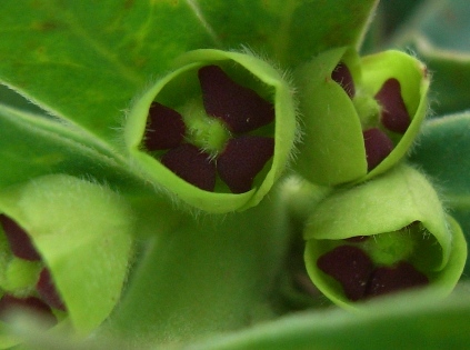 Euphorbia characias